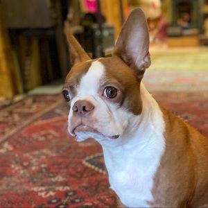 Meet your Posher, Sasha